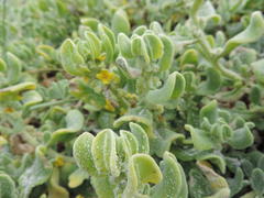 Tetragonia decumbens