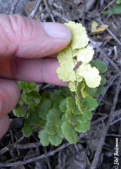 Adiantum chilense sulphureum