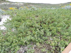 Tetragonia decumbens