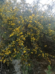 Genista germanica