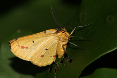 Phoenicocampa terinata