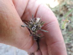 Microcodon glomeratus