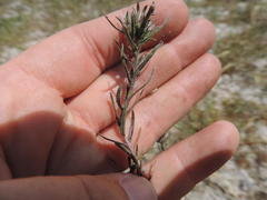 Microcodon glomeratus