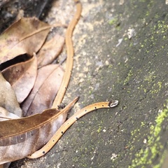 Calliophis maculiceps
