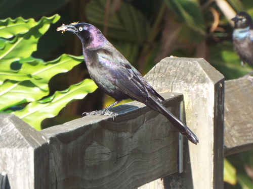 Common Grackle (Purple)
