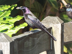 Quiscalus quiscula quiscula