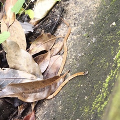 Calliophis maculiceps