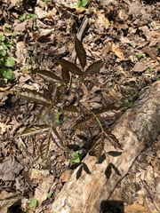 Aralia nudicaulis
