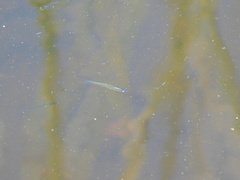 Cnesterodon decemmaculatus