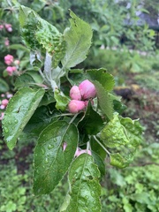 Malus domestica