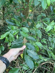 Cordia taguahyensis