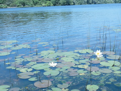 Nymphaea odorata odorata