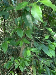Cordia taguahyensis