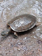 Trachemys grayi