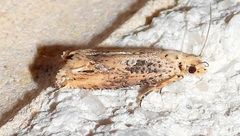 Epiblema chromata