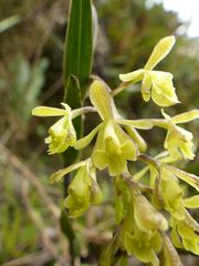 Epidendrum tenuicaule