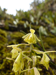 Epidendrum tenuicaule