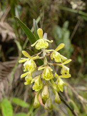Epidendrum tenuicaule