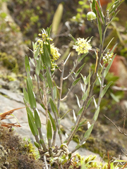 Epidendrum tenuicaule