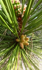 Pinus