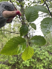 Alnus rubra