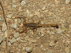 Centruroides hoffmanni