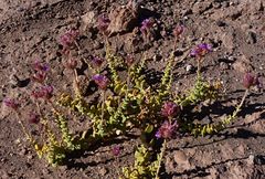 Cistanthe salsoloides