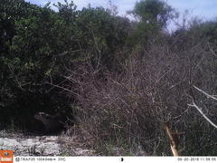 Aonyx capensis capensis