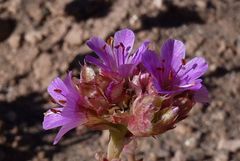 Cistanthe salsoloides