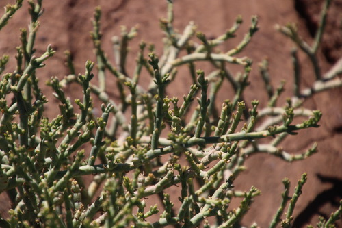 Image of Mesembryanthemum coriarium by (c) Tony Rebelo, some rights reserved (CC BY-SA)