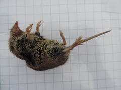 Myosorex varius