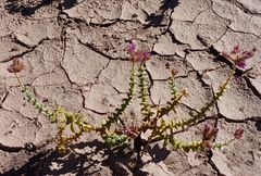 Cistanthe salsoloides