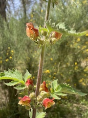 Scrophularia grandiflora