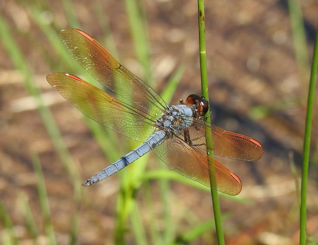 Purple Skimmer
