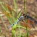 Purple Skimmer - Photo (c) Laura Gaudette, some rights reserved (CC BY), uploaded by Laura Gaudette