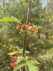 Scrophularia grandiflora