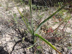 Chlorophytum triflorum