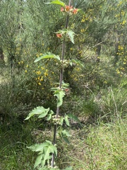 Scrophularia grandiflora
