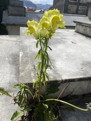 Antirrhinum majus