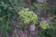 Vitex negundo heterophylla