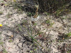 Chlorophytum triflorum