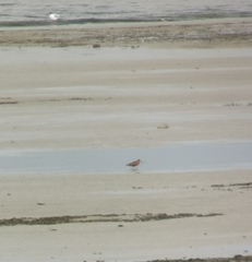 Limosa lapponica