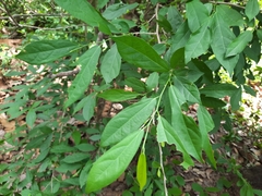 Diospyros montana