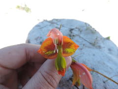 Gladiolus speciosus