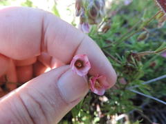 Hermannia heterophylla