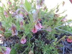 Hermannia heterophylla