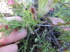 Hermannia heterophylla