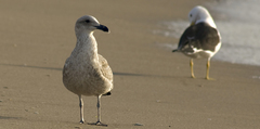 Larus dominicanus