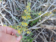 Lyperia tristis