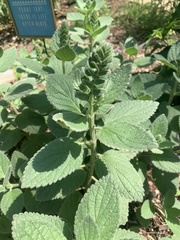 Scutellaria ovata bracteata
